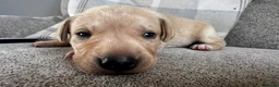 Mixed Breed dogs for sale: Beautiful Labrador x Pointer Puppies  - Advert 13
