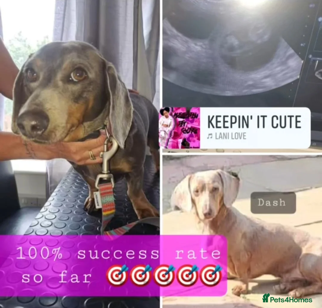 Miniature Dachshund dogs for stud: KC Dash PRA clear STUD DNA in pictures  in Ramsgate - Advert 15