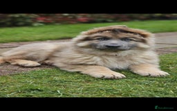 German Shepherd dogs for stud: Blue German shepherd PROVEN  - Image 7