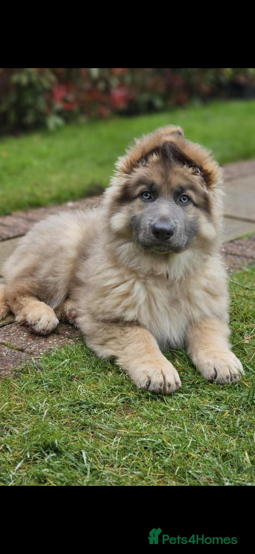 German Shepherd dogs for stud: Blue German shepherd PROVEN  - Image 7