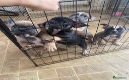 Mixed Breed dogs for sale: French bulldog x British bulldog  - Image 30