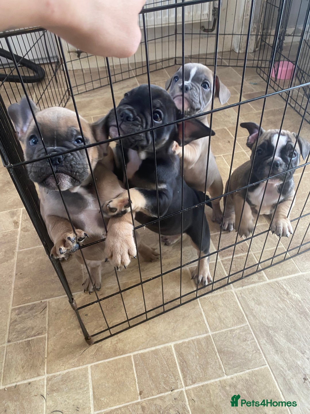 Mixed Breed dogs for sale: French bulldog x British bulldog  - Image 30