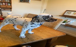 Dalmatian dogs for sale: Absolutely stunning liver puppy  - Image 7