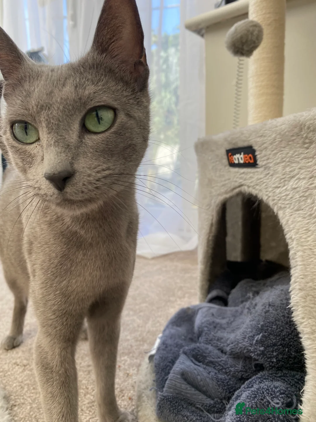 Russian Blue cats for sale: 6 Stunning GCCF Russian Blue Kittens 🐾 24th Feb  - Advert 2