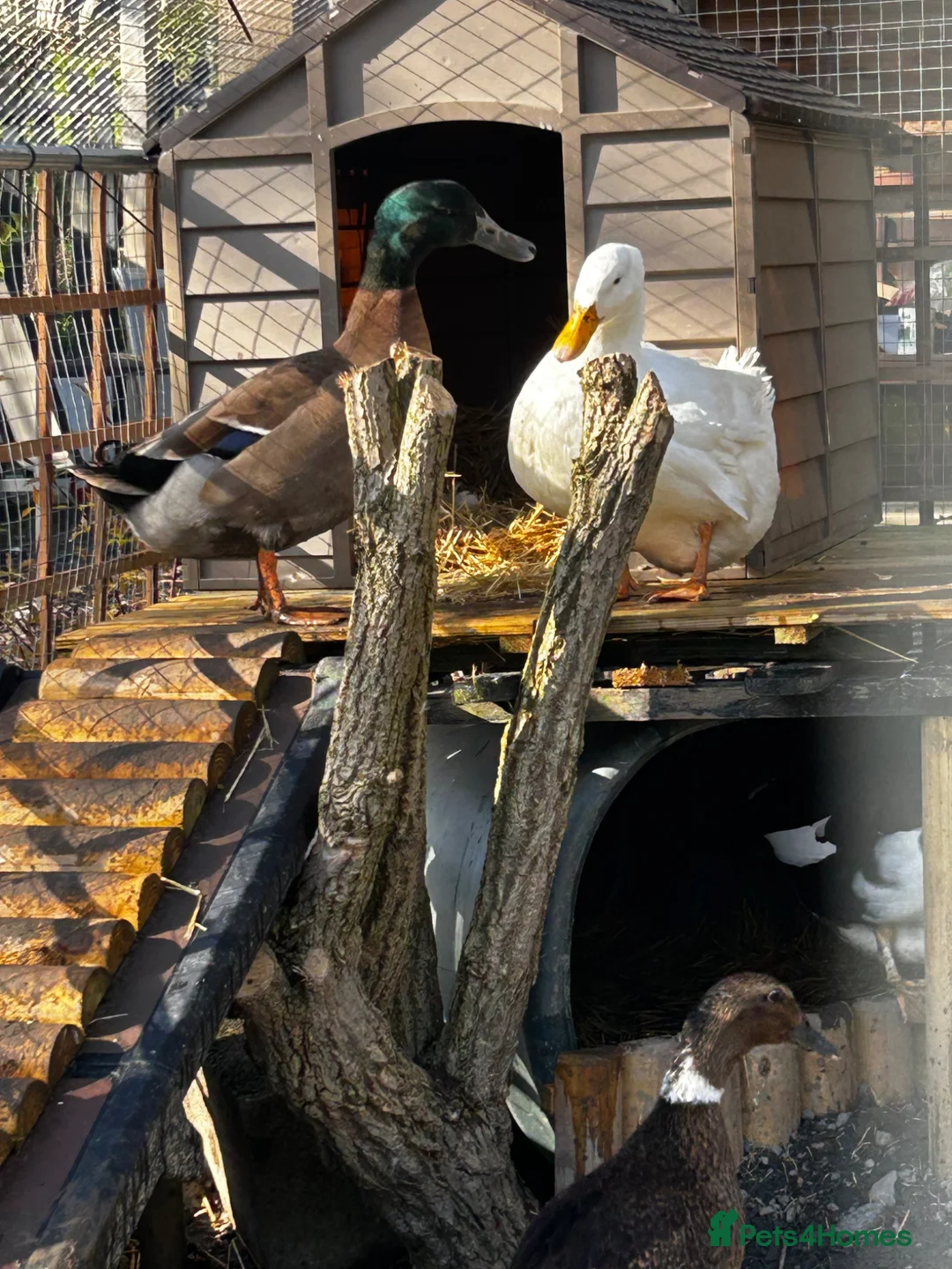 Ducks poultry for sale: Lovely drake in Newtown - Advert 2