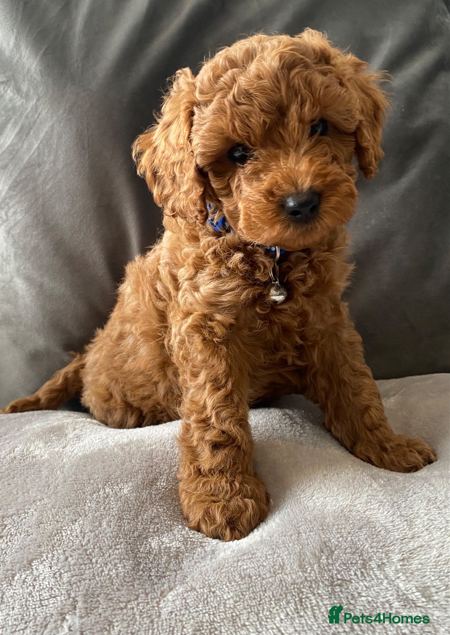 Cavapoo dogs Stunning F1B health tested Cavapoo’s  - Advert 1