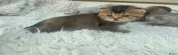 British Shorthair cats for sale: Exquisite British shorthair kittens - Advert 19
