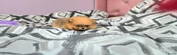 Pomeranian dogs for sale: RARE in size True mini pups 3💙 1🩷 40+🏆lines  - Advert 3