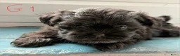 Mixed Breed dogs for sale: havanese and shitzu puppies - Advert 6