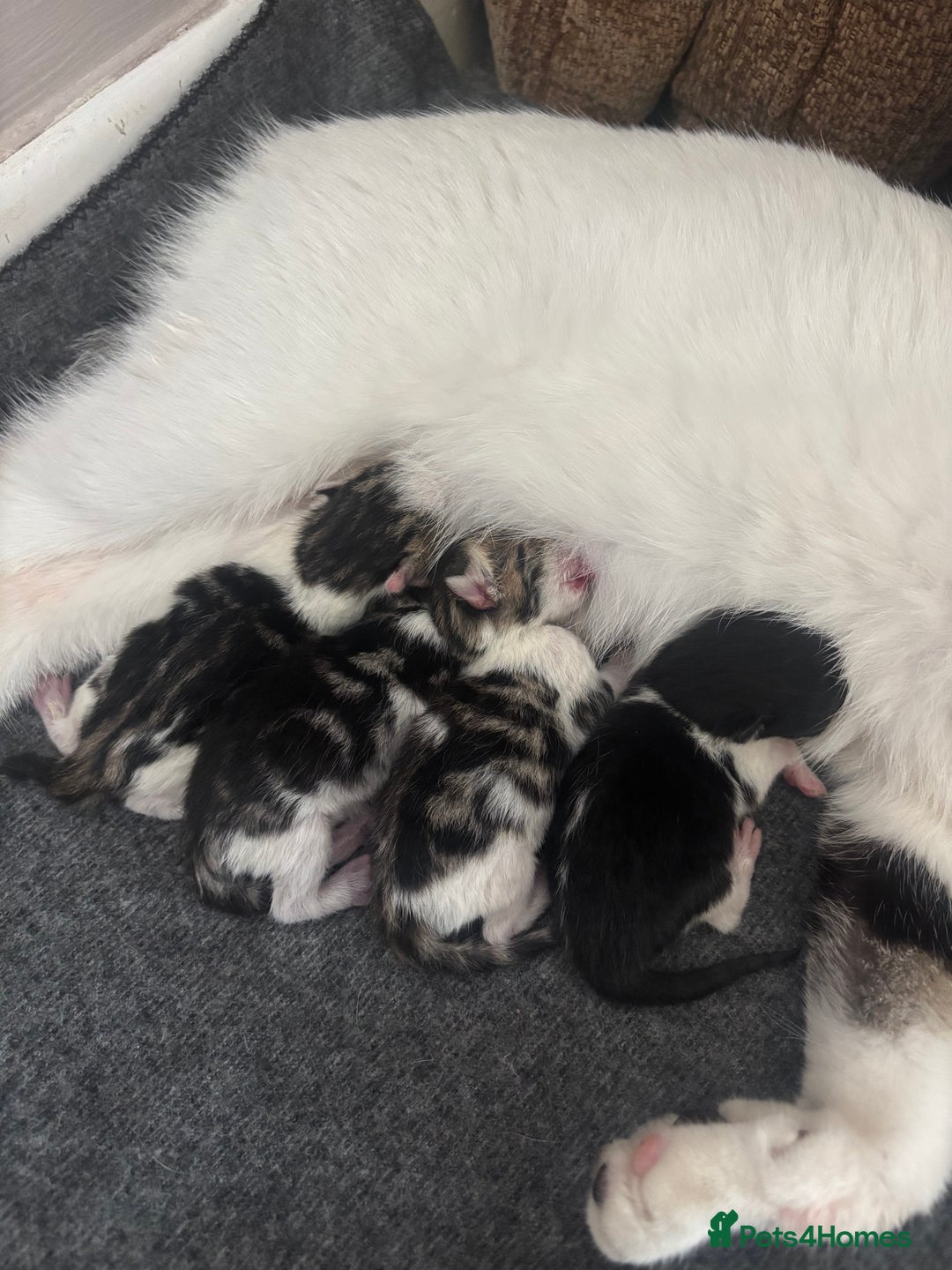 Mixed Breed cats for sale: Calico kittens - Image 2