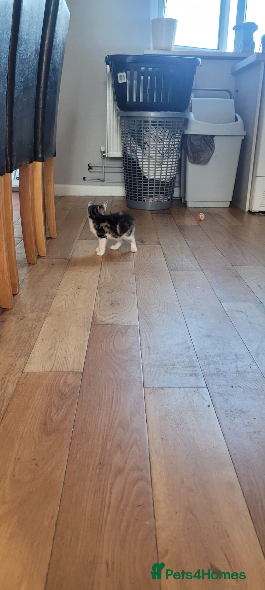 Mixed Breed cats for sale: Kitten  - Image 6