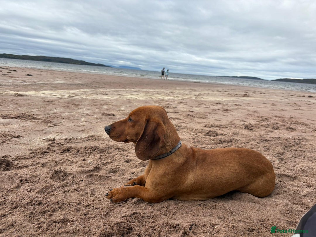Dachshund dogs for sale: Dachshund Pups need new home - Image 4