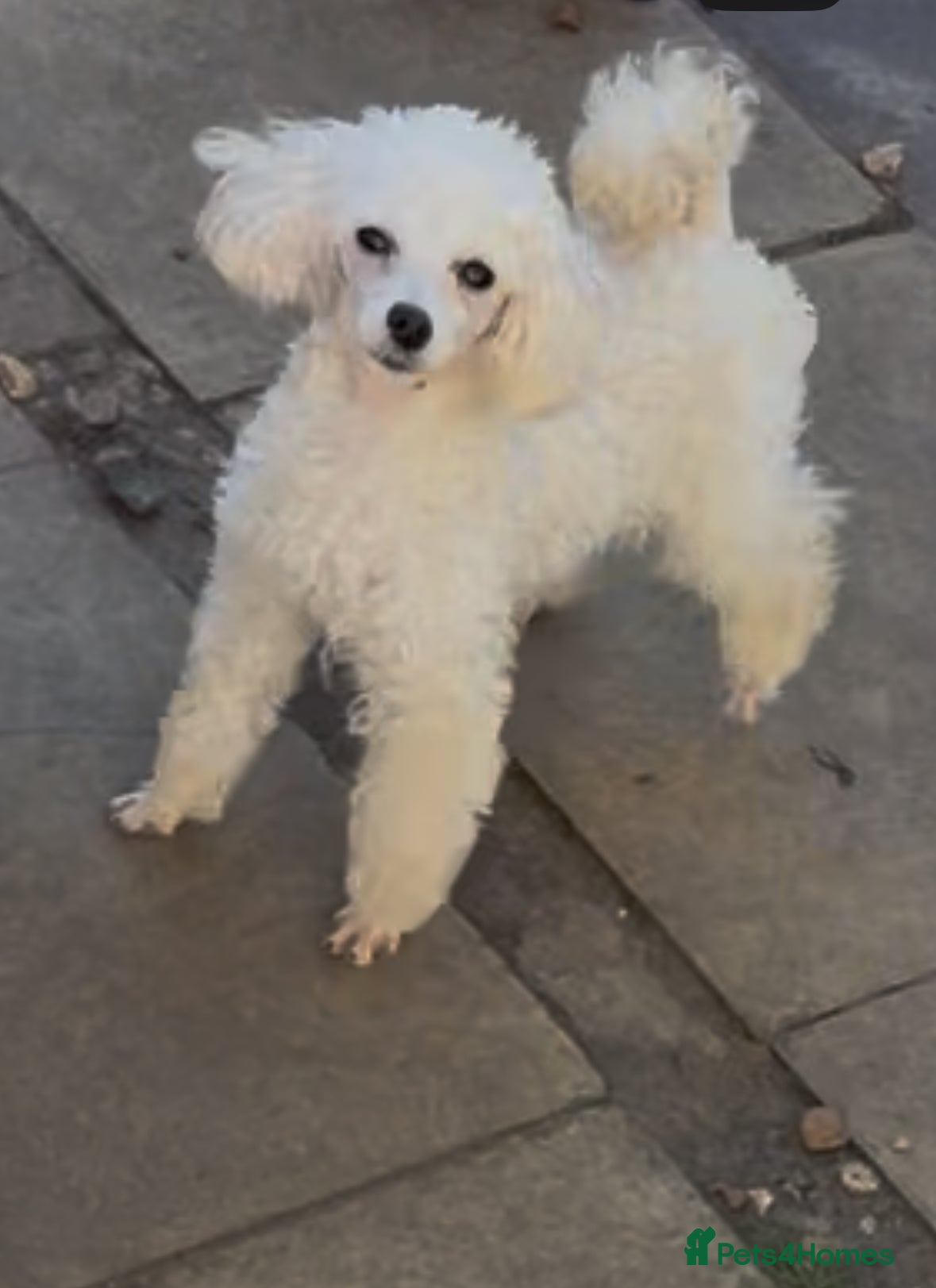 Toy Poodle dogs 2 Stunning toy poodles 1 female white LEFat   - Advert 13