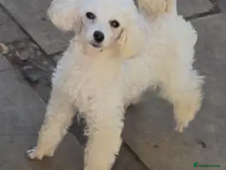 Toy Poodle dogs 2 Stunning toy poodles 1 female white LEFat - Advert 13