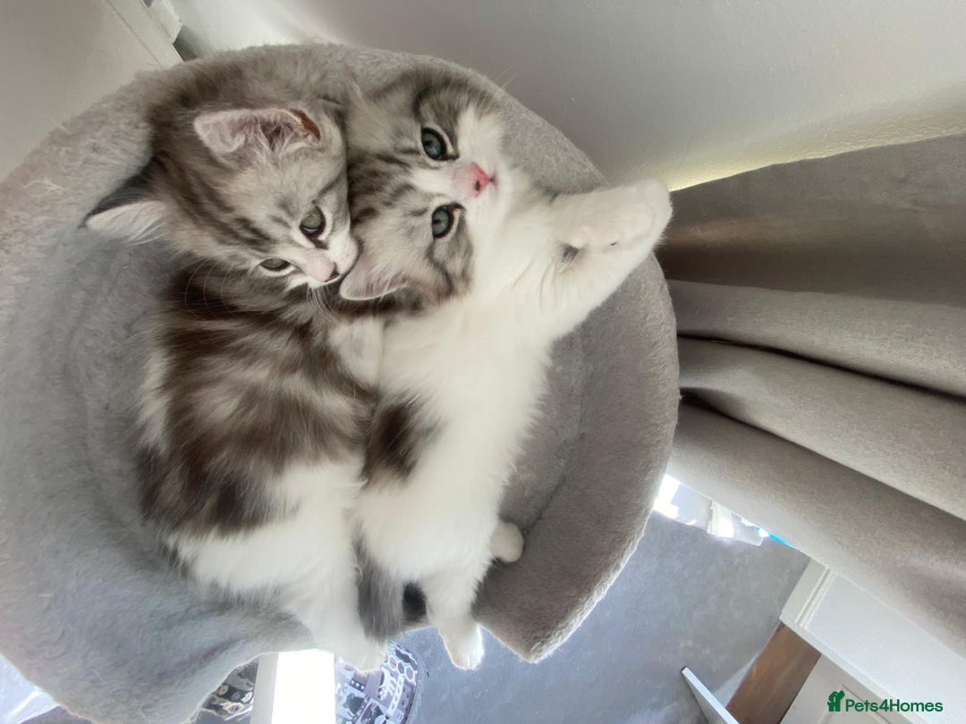 Persian cats for sale: Persian cross kittens  - Image 9