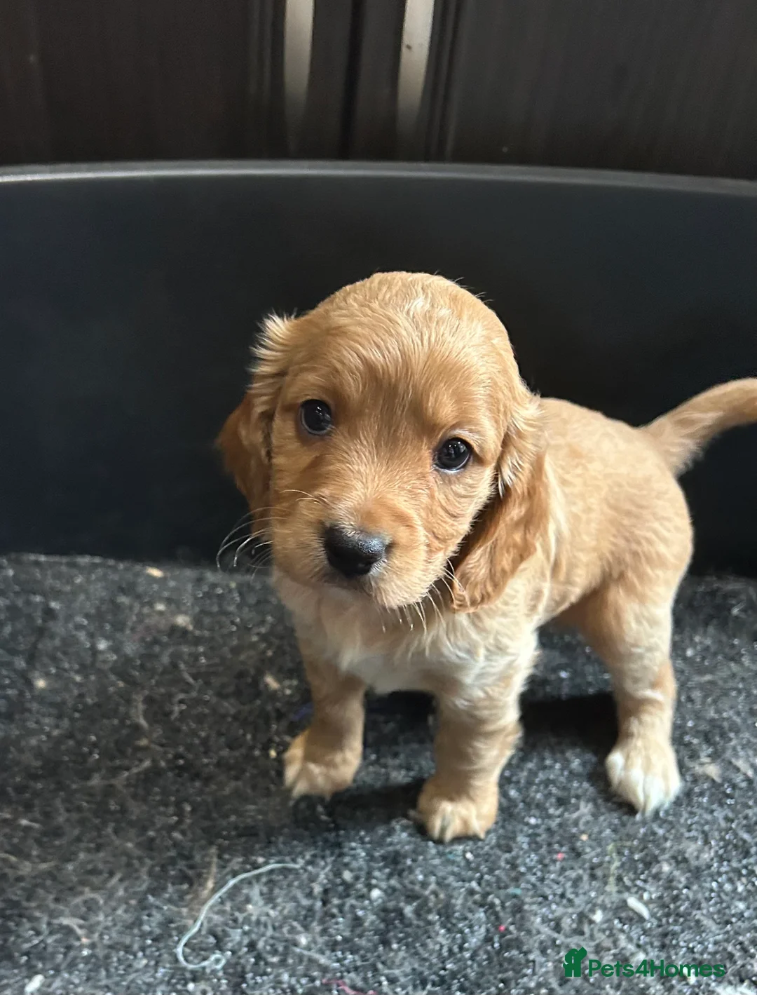 Cockapoo dogs for sale: Cockapoo puppy red male - Advert 7