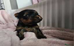Yorkshire Terrier dogs for sale: Yorkshire terrier (miniature) - Image 24