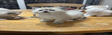 Ragdoll 6