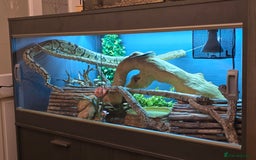 Python Snake reptiles for sale: Female Royal Python  - Image 2