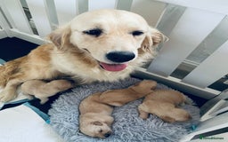 Golden Retriever dogs for sale: Golden retriever puppies - Image 6