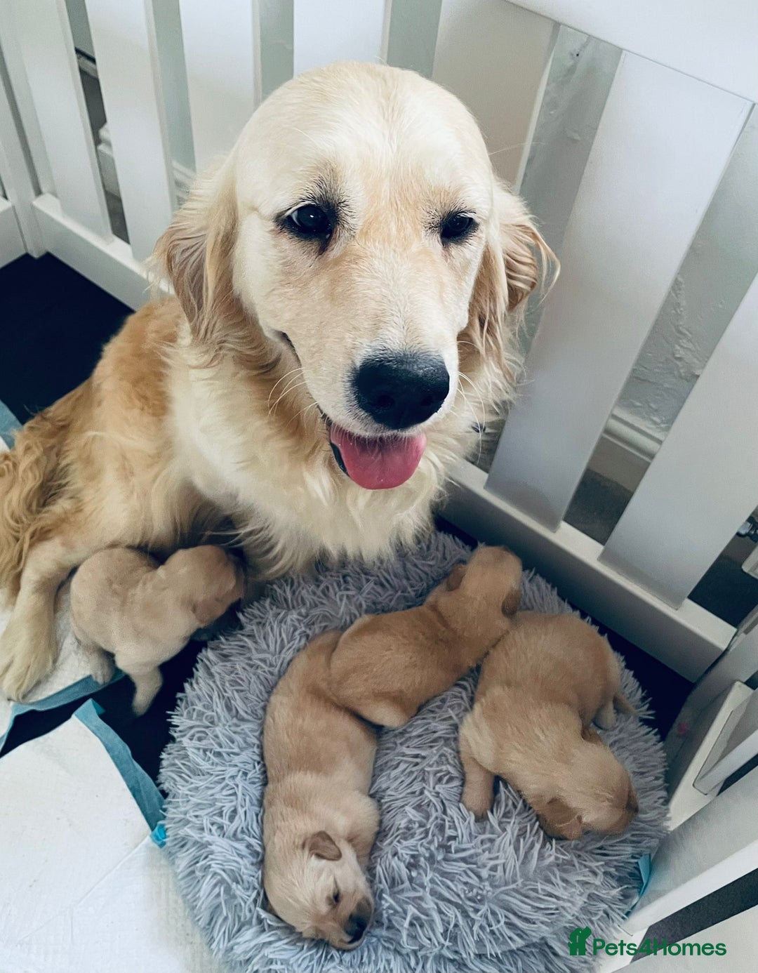 Golden Retriever dogs for sale: Golden retriever puppies - Image 6