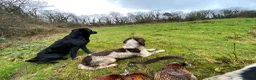 Labrador Retriever dogs for sale: Puppy Culture Raised 🐶 Health Tested - Advert 9