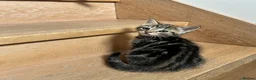 Mixed Breed cats for sale: 4 Beautiful Kittens Looking for Loving Homes!  in Dagenham - Advert 18