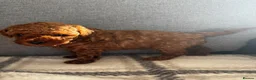 Toy Poodle dogs for sale: Beautiful Toy Poodle Puppies All Girls For Sale - Advert 4