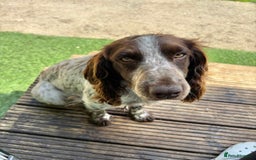 Sprocker dogs for sale: 🧡 Sprocker Puppies 💛 - Image 23