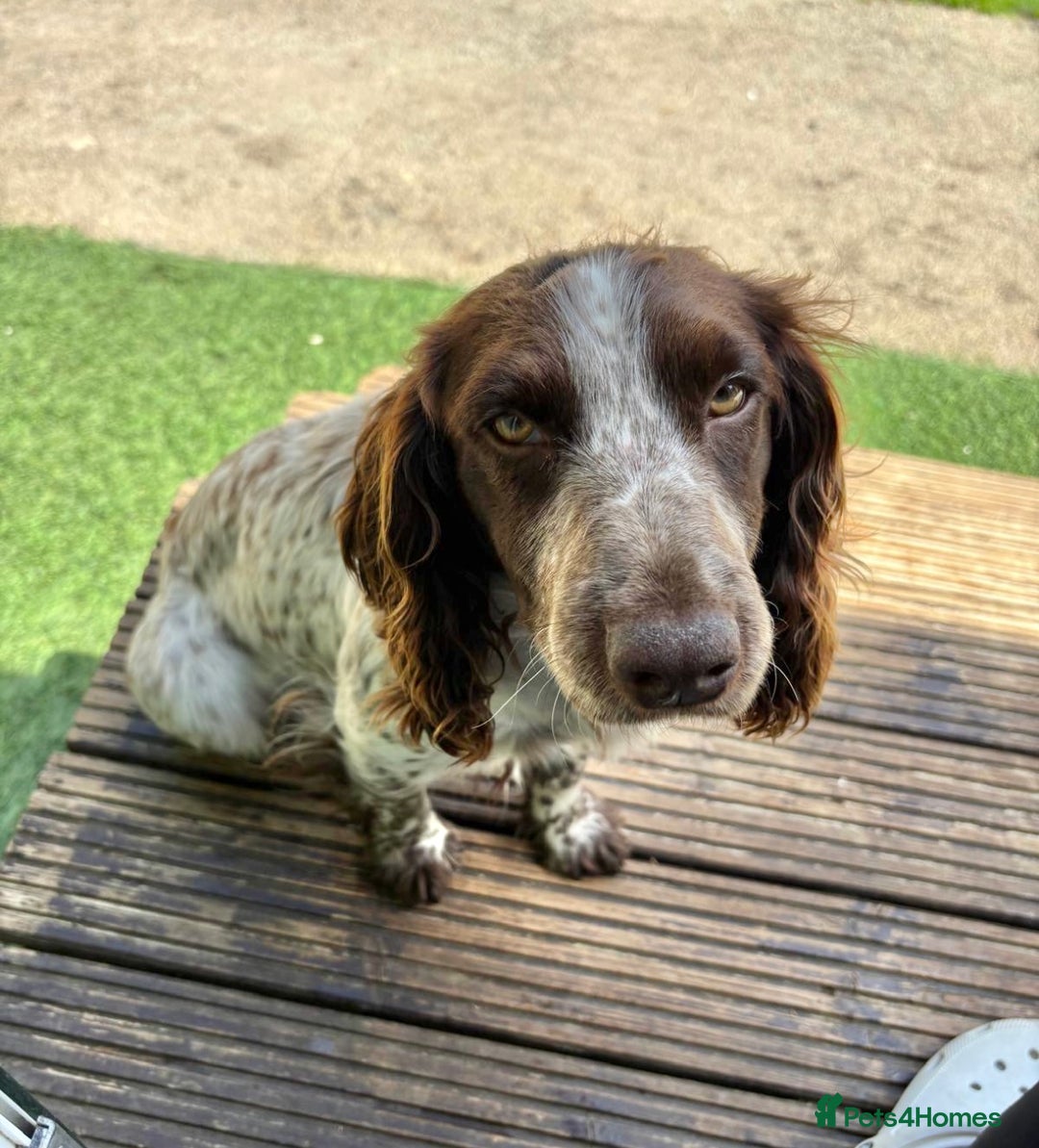 Sprocker dogs for sale: 🧡 Sprocker Puppies 💛 - Image 23