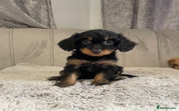 Cockapoo dogs for sale: Beautiful F1 cockapoos ready now  - Image 20