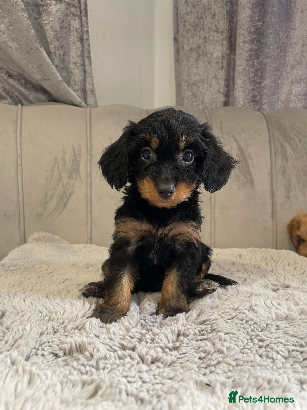 Cockapoo dogs for sale: Beautiful F1 cockapoos ready now  - Image 20