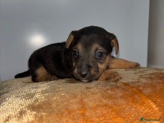 Jack Russell dogs - Advert 7