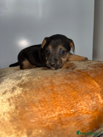 Jack Russell dogs - Advert 1