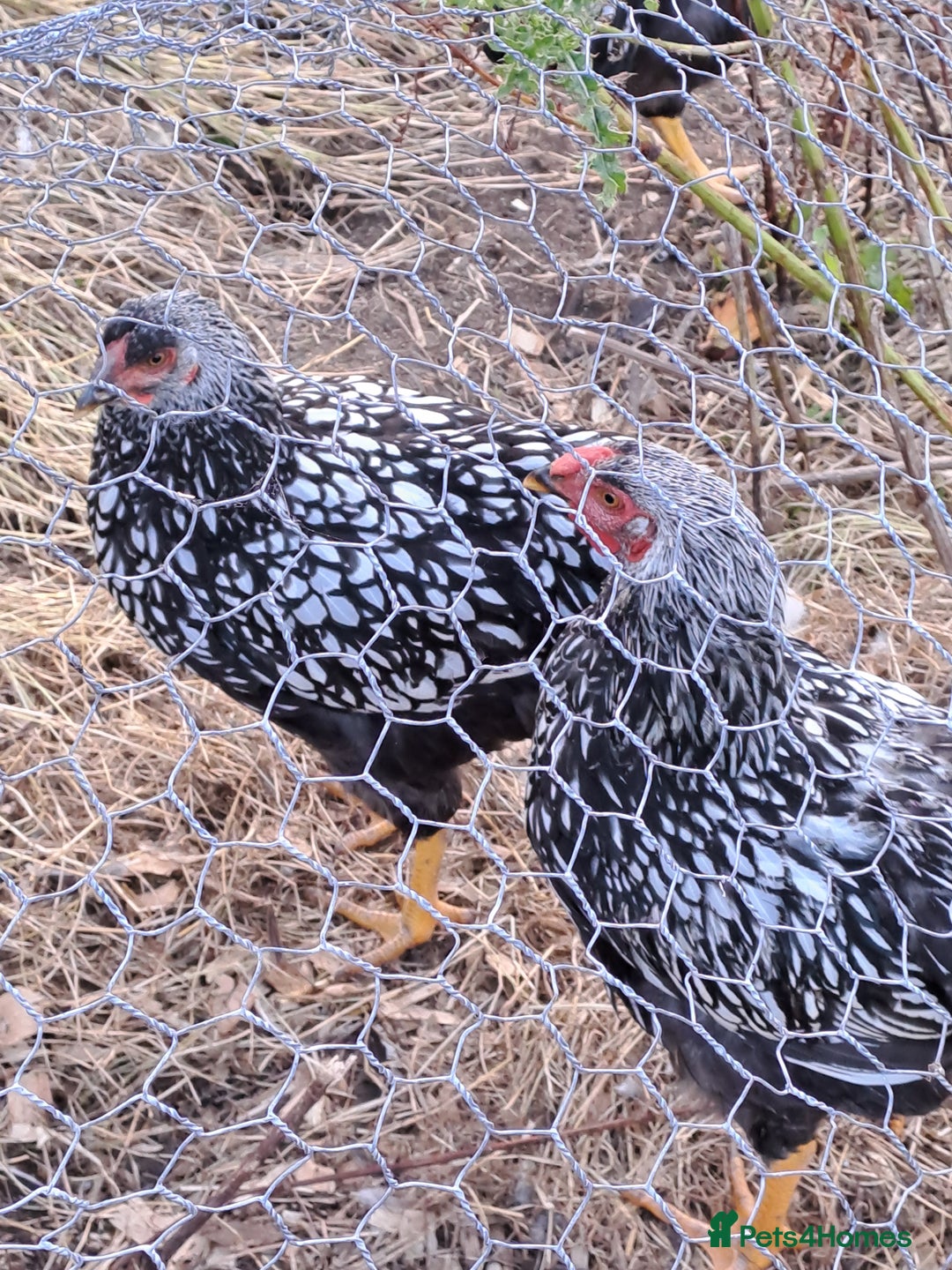 Ducks poultry for sale: Muscovys, Silkies, silver laced wyandottes l/f - Image 5