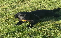 Cocker Spaniel dogs for sale: Beautiful Cocker Spaniel Puppies - Advert 27