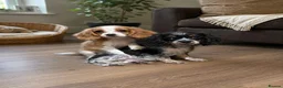 Cockalier dogs for sale: Beautiful litter ready to leave now 💕 - Advert 10