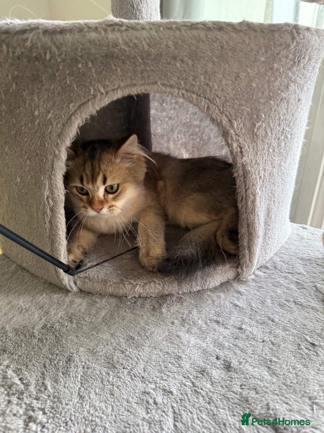 British Longhair cats for sale: British Longhair Kitten for sale  - Image 13