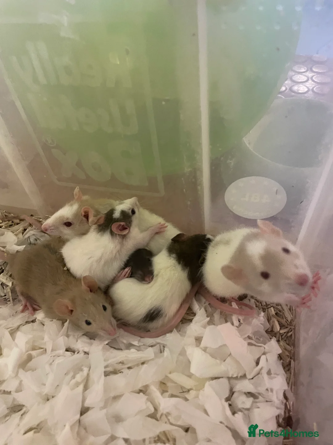 Rat rodents for sale: Baby rats for sale - Advert 7