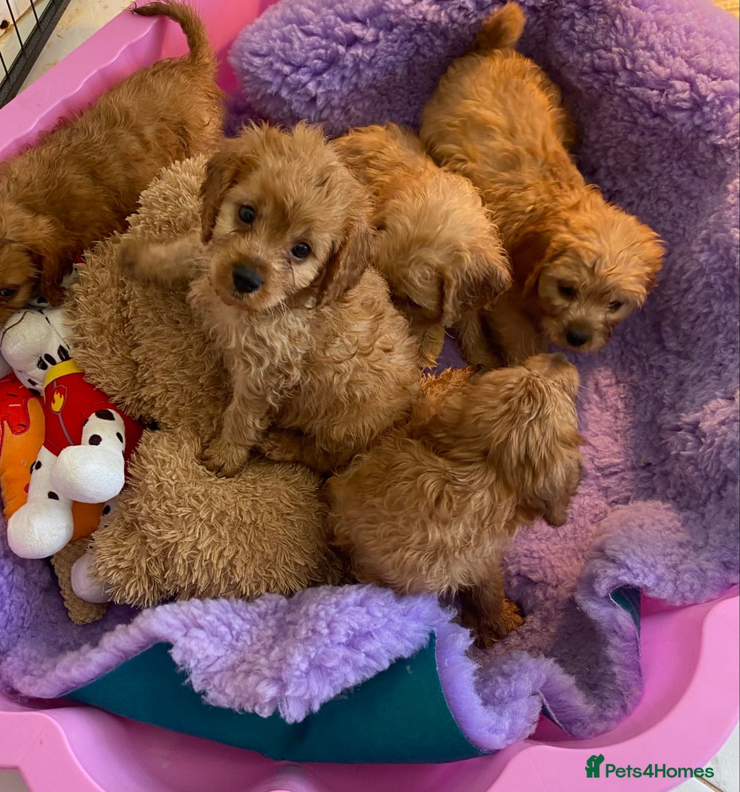 Cavapoo dogs for sale: F1 cavapoo,puppies, girls and boys available - Image 6