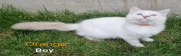 Ragdoll cats for sale: Ragdoll Kittens Ready For Forever Homes - Advert 31