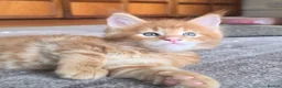 Maine Coon cats for sale: Vilma - Advert 12
