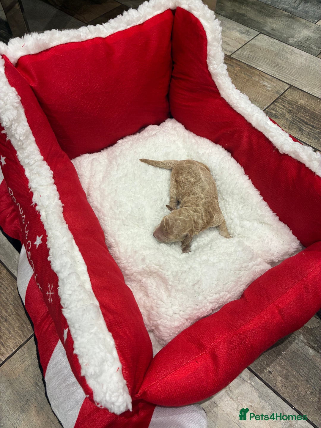 Miniature Poodle dogs for sale: beautiful miniature poodles  - Advert 13