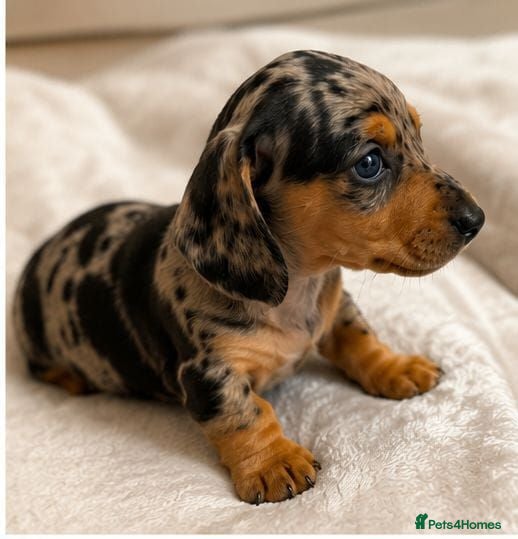 Miniature Dachshund dogs stunning litter of Miniature Dachshund puppies - Advert 1
