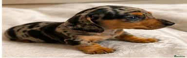 Miniature Dachshund 2