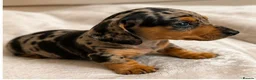 Miniature Dachshund dogs for sale: stunning litter of Miniature Dachshund puppies - Advert 1