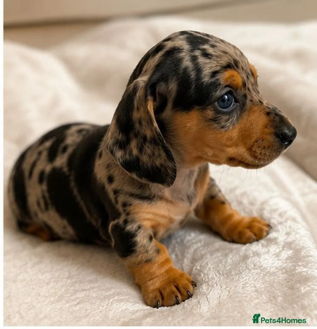 Miniature Dachshund dogs for sale: stunning litter of Miniature Dachshund puppies - Advert 1