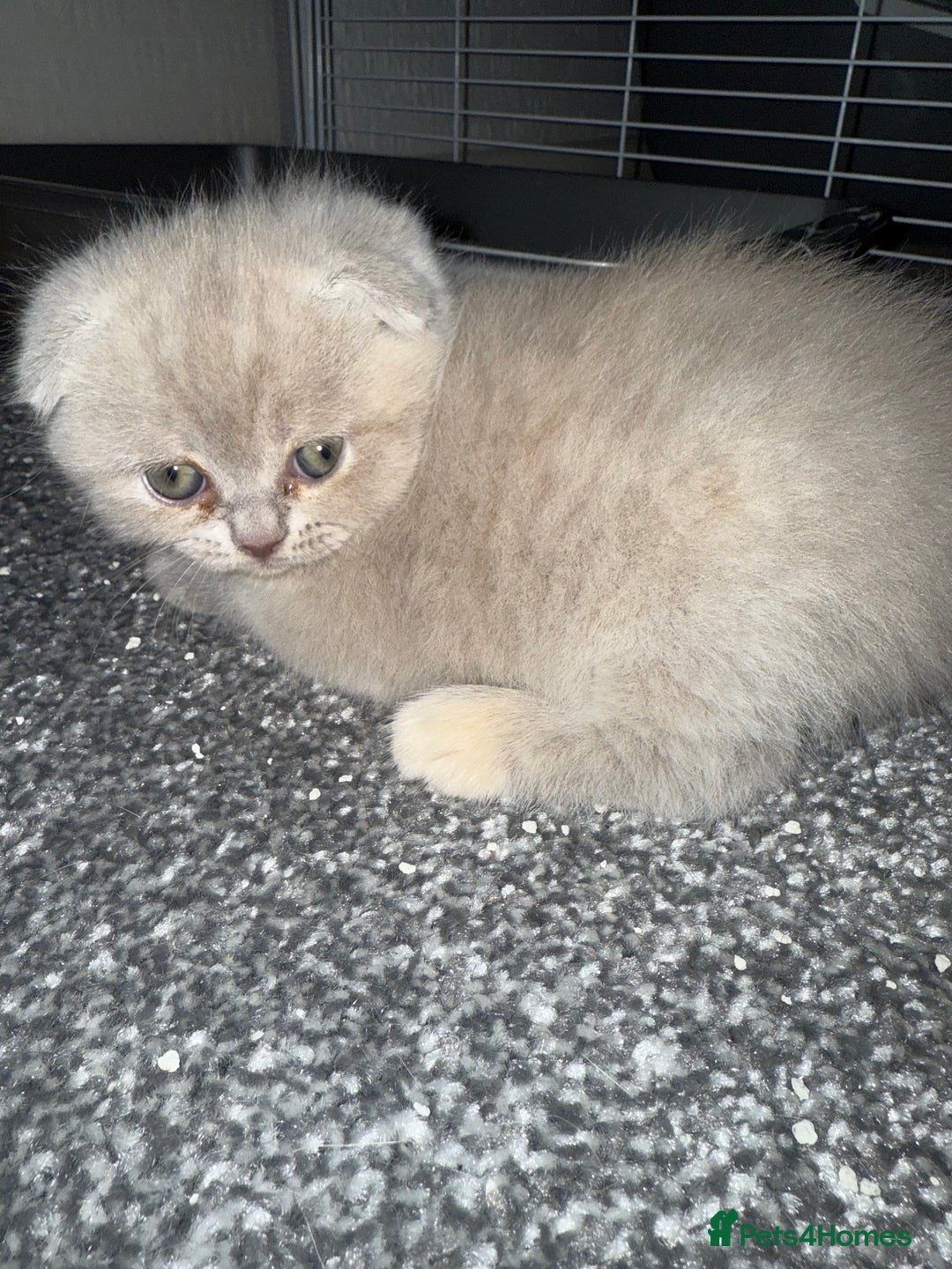 Scottish Fold cats for sale: 3 Adorable Scottish Fold Kittens🩷💙🩷 - Image 10