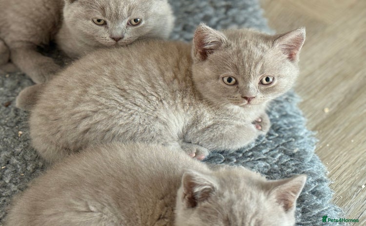 British Shorthair cats - Advert 13