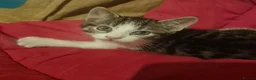 Mixed Breed cats for sale: 1 cute boy kitten left - Advert 5